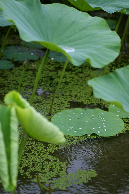 ７月８日　綺麗な花姿_b0086508_10302283.jpg