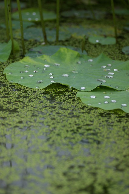 ７月８日　綺麗な花姿_b0086508_1030993.jpg