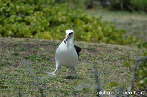 アホウドリの巣立ち（カイル）_c0127909_449392.jpg