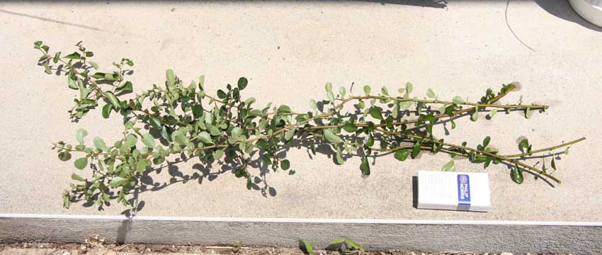 a0097110_22331074.jpg