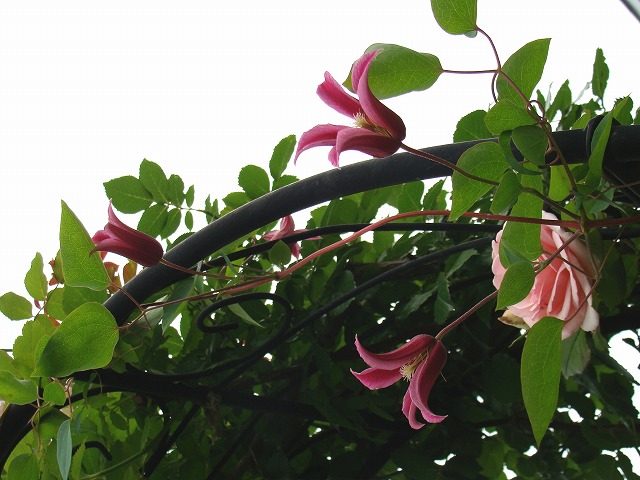 f0170524_1338575.jpg