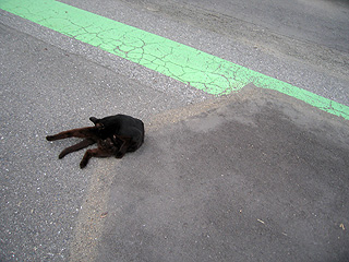 e0089826_20432850.jpg