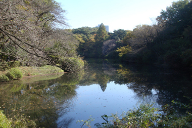 第５回「国分寺崖線の庭　～日立総合研究所・中村研一はけの森美術館～」見学会報告_a0109028_11545630.jpg