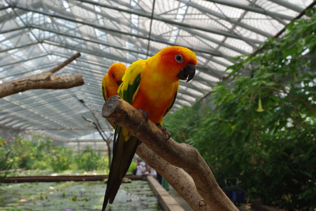 掛川花鳥園_b0058733_910083.jpg