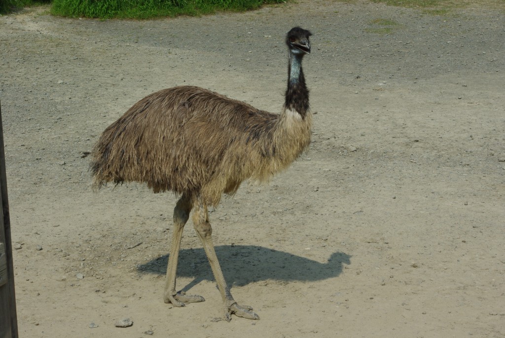 掛川花鳥園_b0058733_9112712.jpg