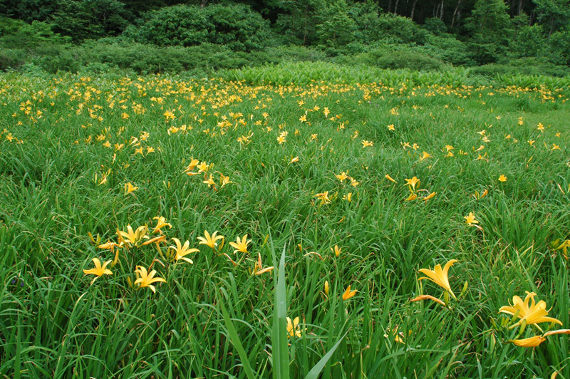 カヤの平高原へ_e0099737_11112522.jpg