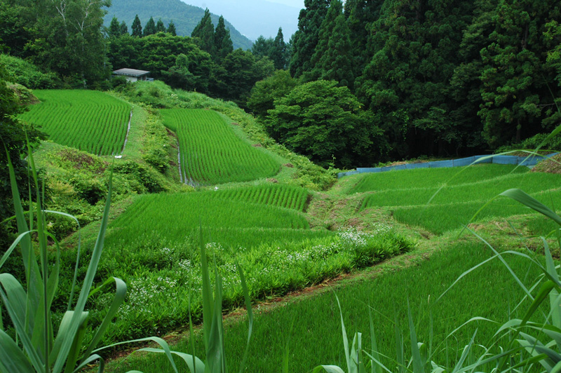 カヤの平高原へ_e0099737_11373338.jpg