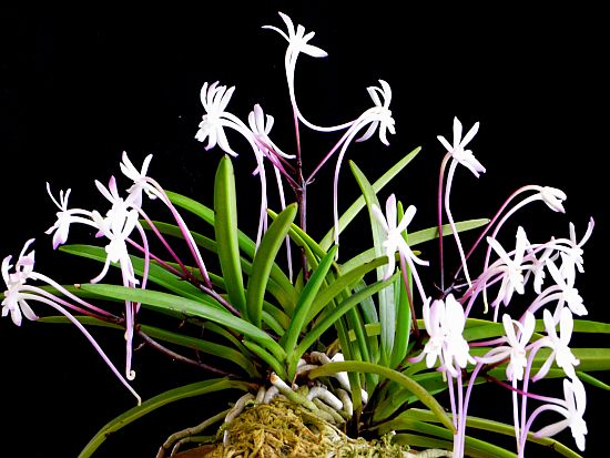 Neofinetia falcata \'朱天王’_b0135345_168402.jpg