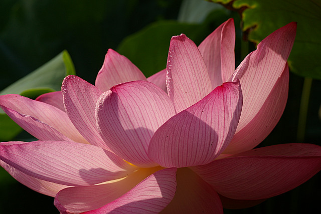 Lotus_f0094045_850412.jpg