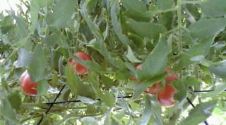 b0145146_204195.jpg