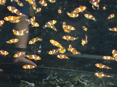 天空の水族館・スカイアクアリウム_d0082655_15452935.jpg