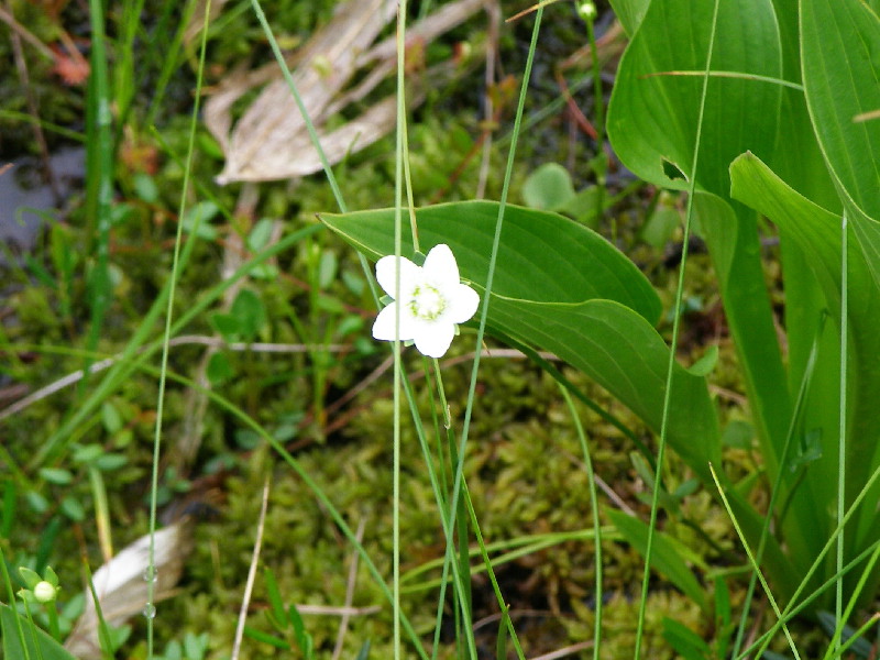 高山植物_f0074956_8323071.jpg