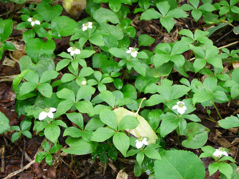 高山植物_f0074956_8332210.jpg