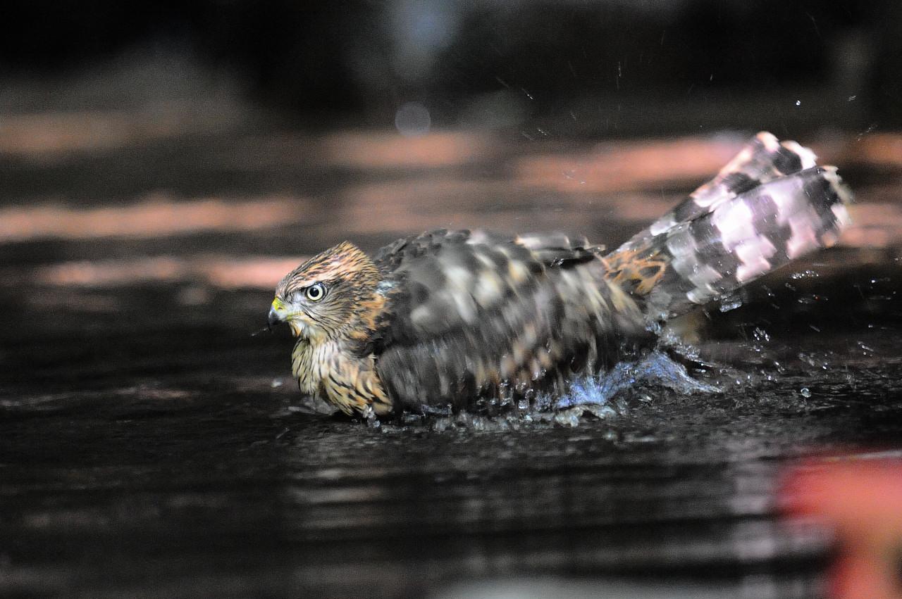 オオタカの幼鳥_f0055257_19525976.jpg