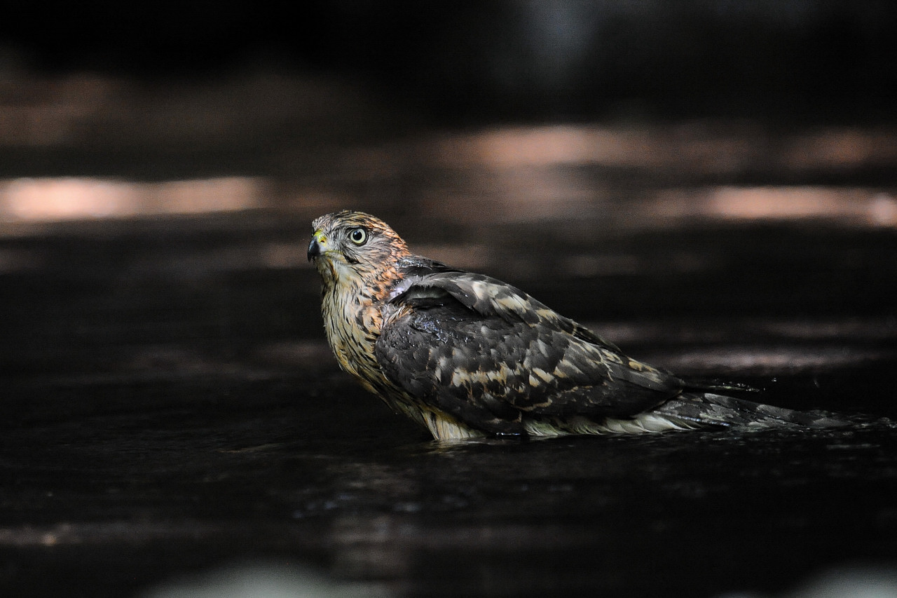 オオタカの幼鳥_f0055257_19561091.jpg