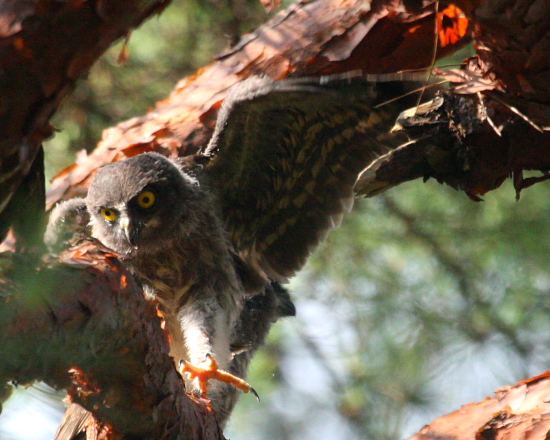 アオバズクの雛_c0139960_1255940.jpg