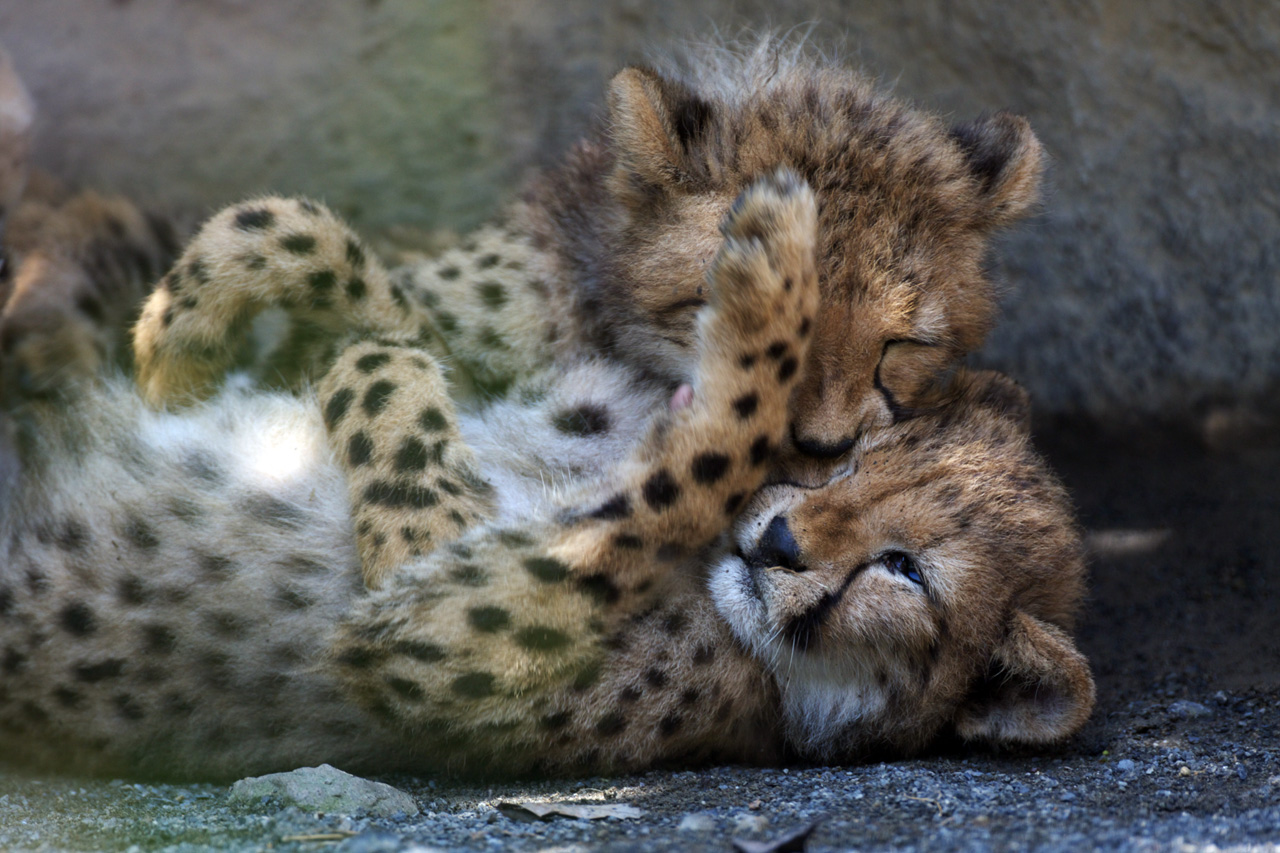 多摩動物公園290_e0060169_640519.jpg