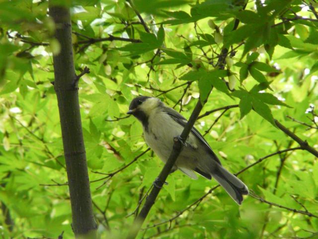 根川緑道　シジュウカラ_d0146592_14335357.jpg