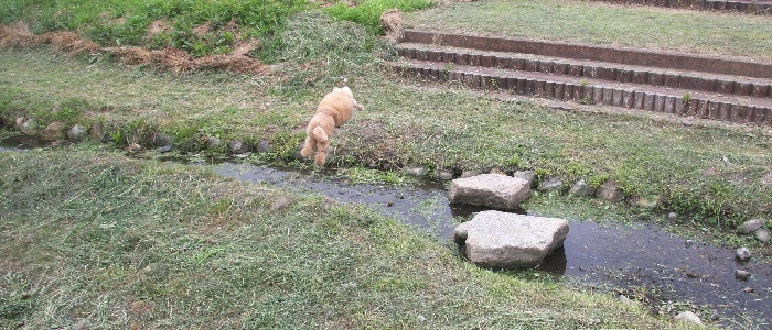 小さな川見つけた♪　-2008年07月20日（日）-_f0118293_2043023.jpg