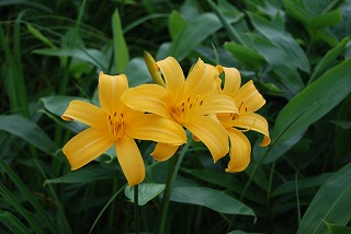 野反湖 八間山を歩いた_c0124100_16375687.jpg
