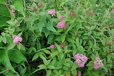 野反湖 八間山を歩いた_c0124100_16394539.jpg