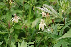 野反湖 八間山を歩いた_c0124100_16414966.jpg