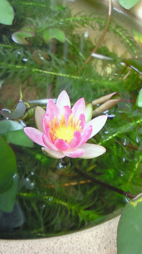 f0144003_956168.jpg