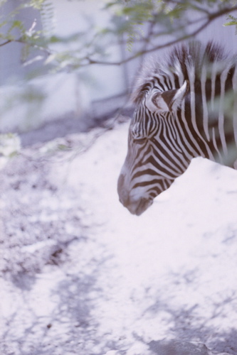 動物園_b0088205_10544428.jpg