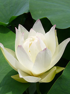 三室戸寺の蓮と　蓮花の名前のヒミツ_c0053520_19552838.jpg