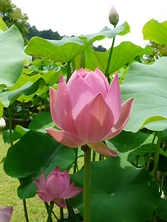 三室戸寺の蓮と　蓮花の名前のヒミツ_c0053520_20575224.jpg