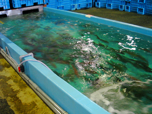 d0017632_16431080.jpg