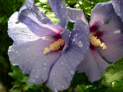 南庭の花「ハイビスカス」_c0121241_23483141.jpg