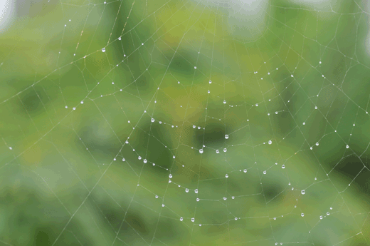 c0093046_6455095.gif