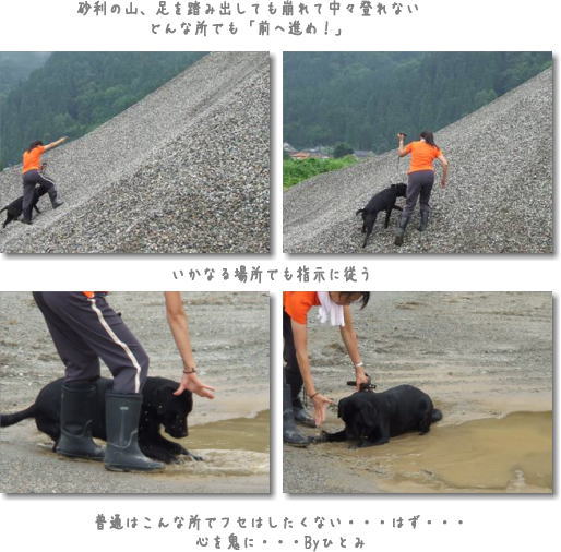 NPO法人災害救助犬ネットワーク夏季合宿_b0114559_081847.jpg