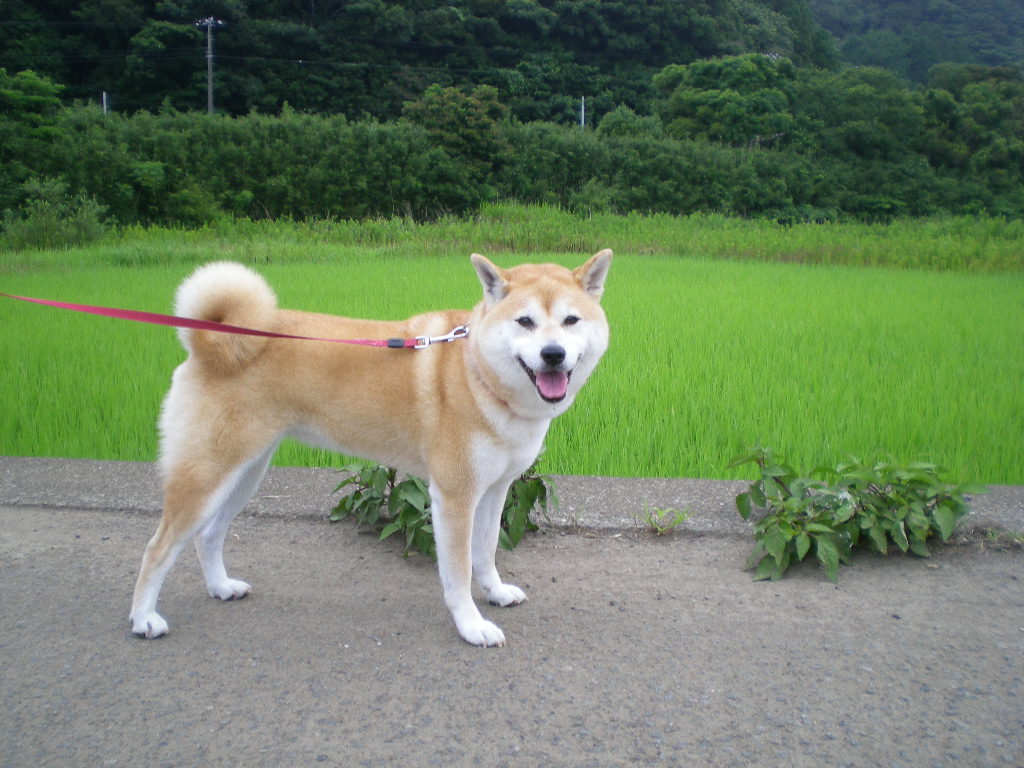 2008年7月22日(火)えっ、もう秋なの~?_f0060461_1404573.jpg