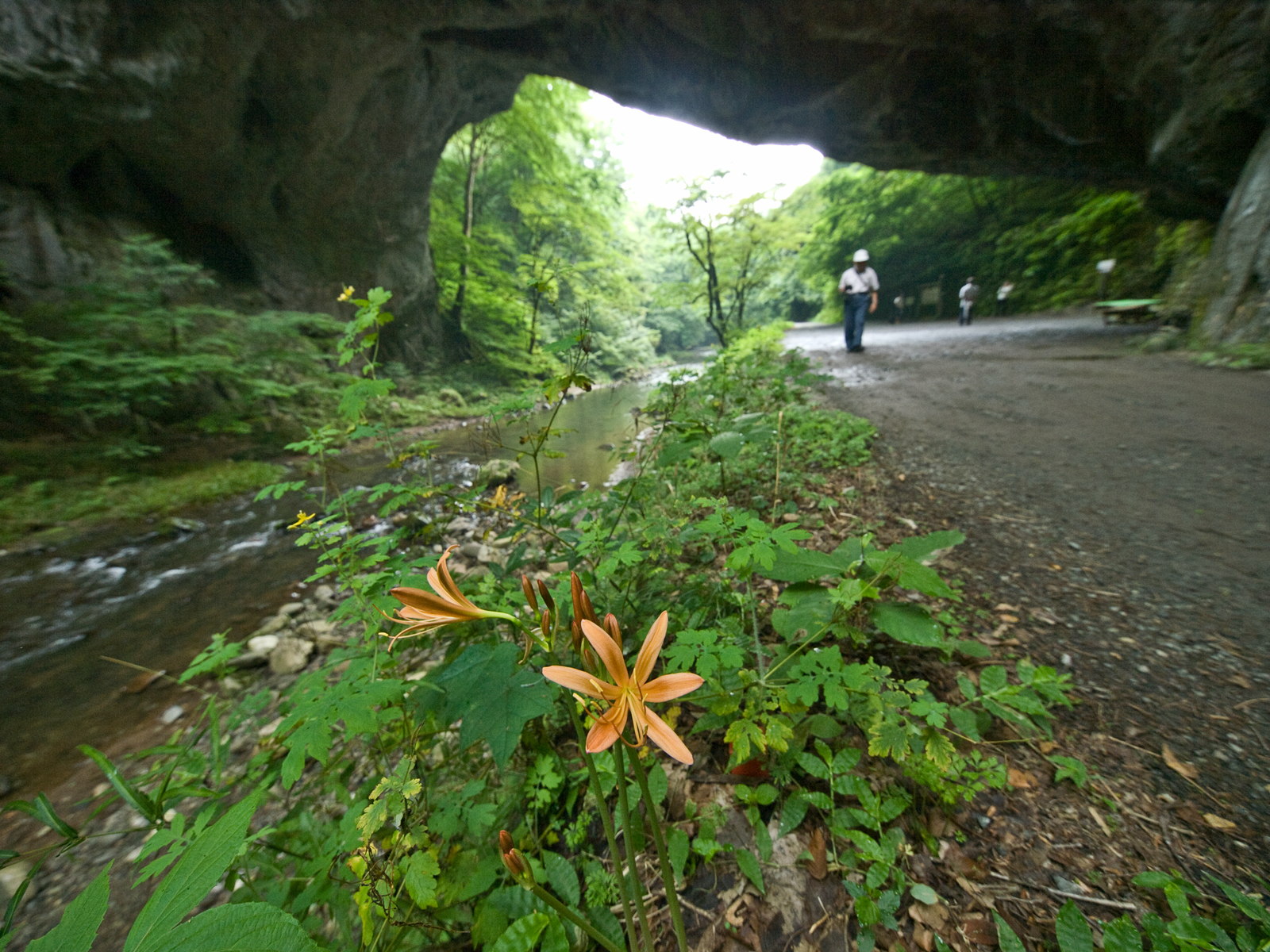 帝釈峡の花々_e0015567_22114457.jpg