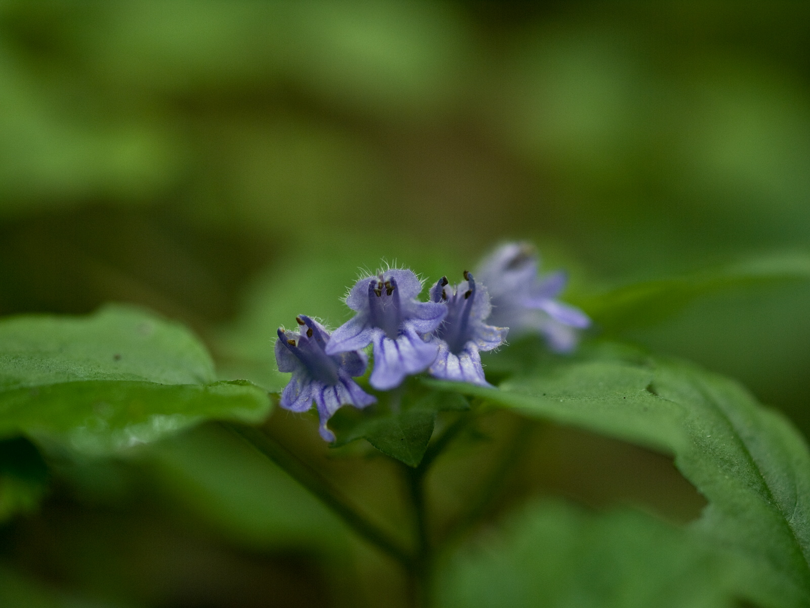 帝釈峡の花々_e0015567_2281374.jpg