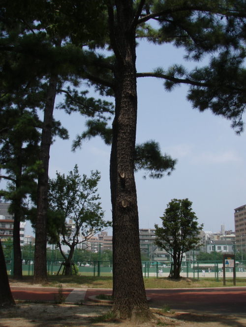 福岡も暑かーーー_a0077071_192532100.jpg
