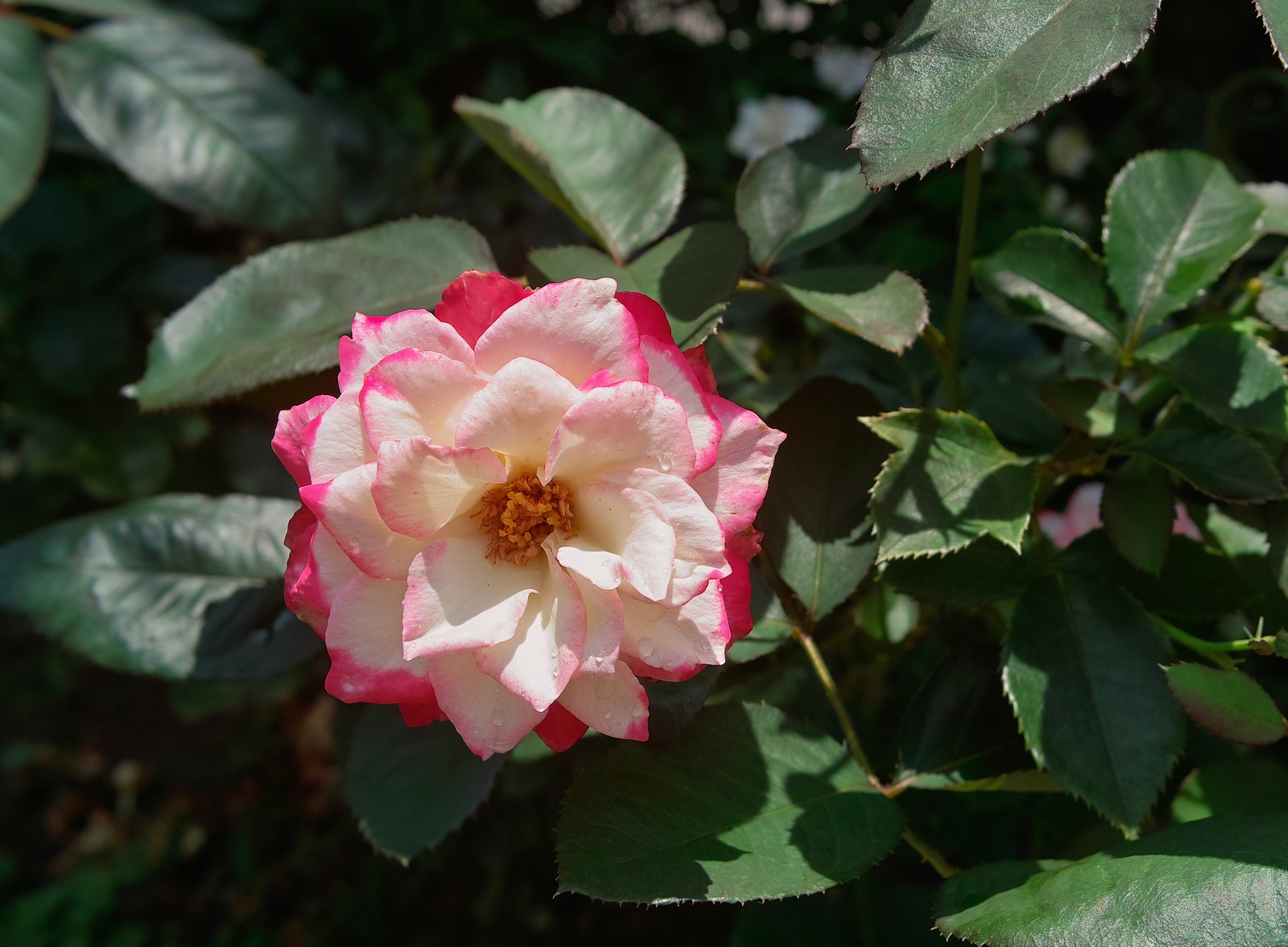 e0071178_5361218.jpg