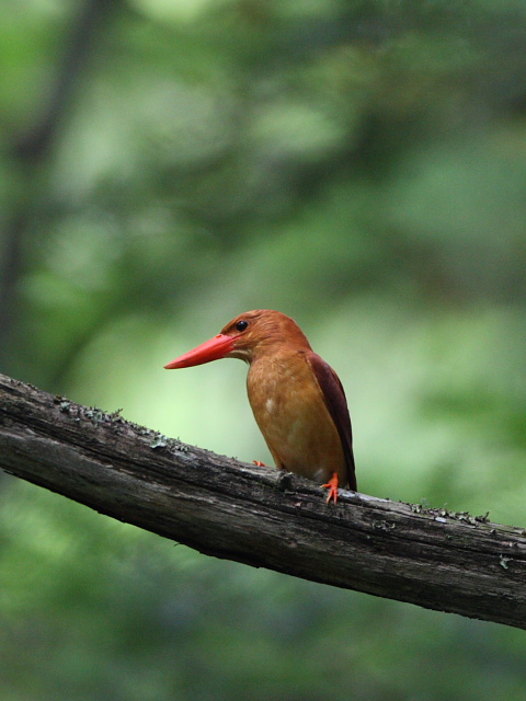 アカショウビン_a0052080_2173863.jpg