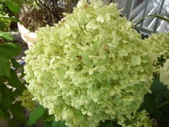 2008年7月21日 ご無沙汰で!梅雨明けしたし! _b0098584_23255898.jpg