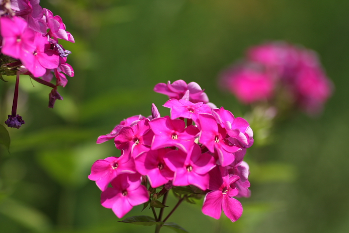 炎と呼ばれる花 フロックス 和名 花魁草 おいらんそう せ の写真集 刹那の光