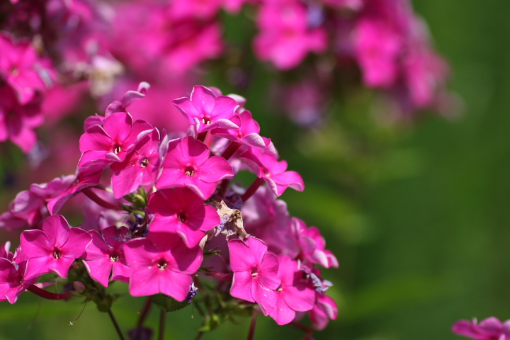 炎と呼ばれる花 フロックス 和名 花魁草 おいらんそう せ の写真集 刹那の光