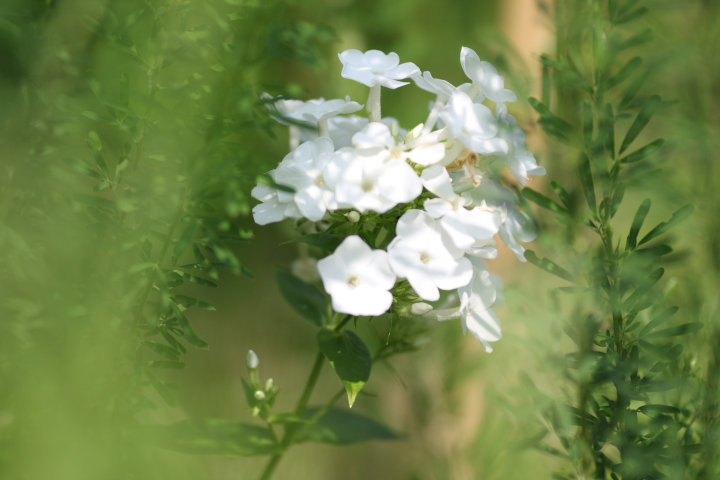 炎と呼ばれる花 フロックス 和名 花魁草 おいらんそう せ の写真集 刹那の光