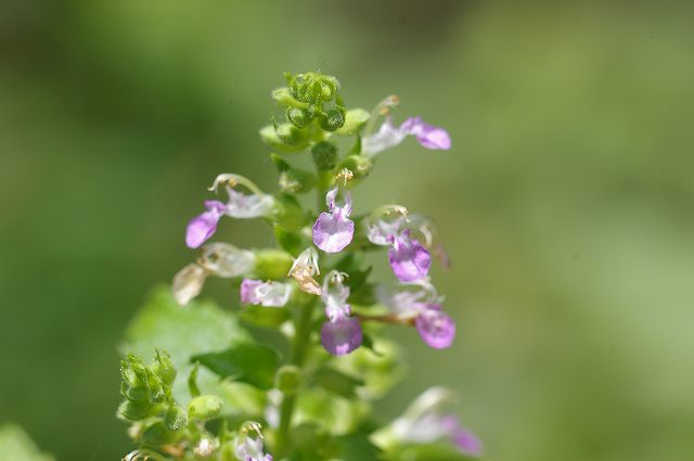 e0070891_15204826.jpg