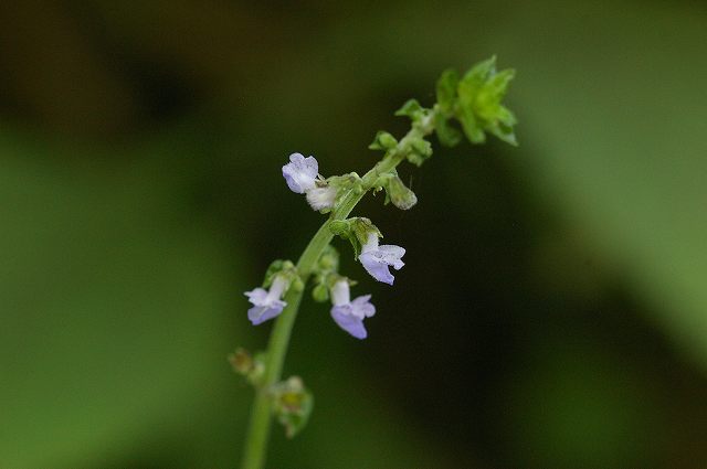 e0070891_15272213.jpg
