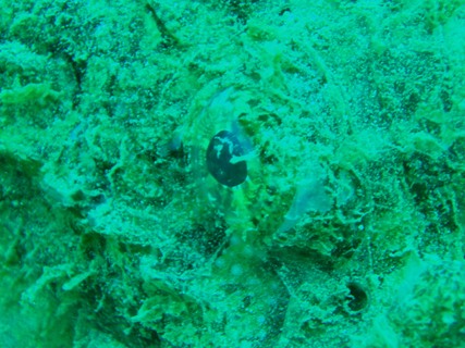 e0023100_1752726.jpg