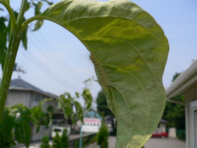 どうも食いしん坊のように見える毛虫 昆虫ブログ むし探検広場