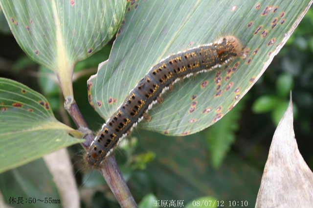 カレハガの一種の幼虫 昆虫ブログ むし探検広場