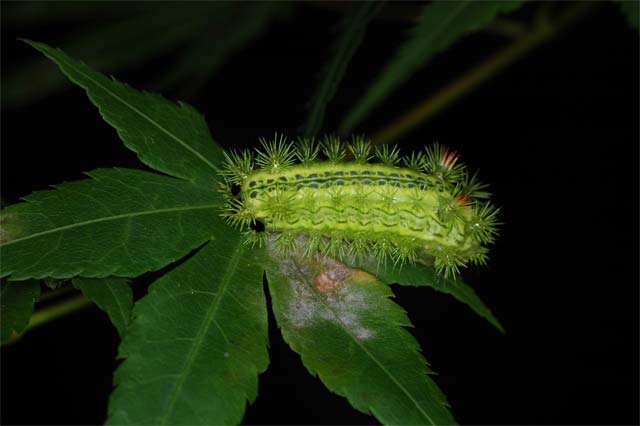 モミジの木を食べ尽くしている毛虫 昆虫ブログ むし探検広場